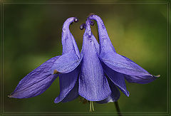 photo "Jester cap"