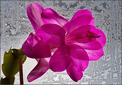 photo "Schlumbergera"