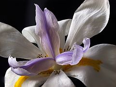 photo "African Lily"