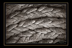 photo "***"