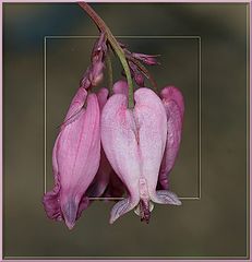 photo "Pink tones"