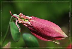 photo "***"