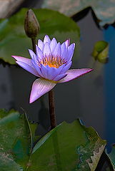photo "***"