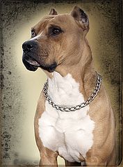 photo "собака"