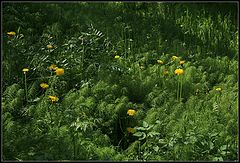 photo "in forest"