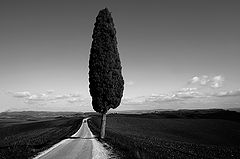 photo "radi"