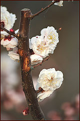 фото "Spring is coming"
