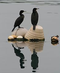 фото "conversation on the water"