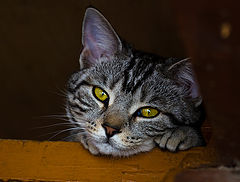 photo "Chelsey"