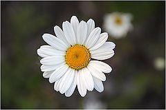 photo "Mother's  Day ."