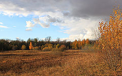 photo "Gold in October"