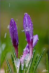 photo "***"
