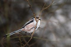 photo "Long tailed tit(Aegithalos caudatus)"