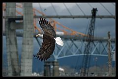 photo "Urban Eagle"