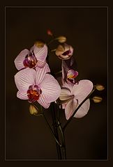 photo "***"