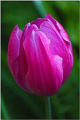 фото "Tulip Time"