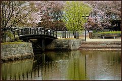 photo "japenese garden"
