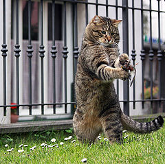 photo "titino"