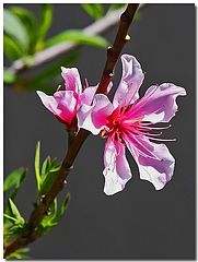 фото "Blossom"