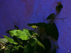 фото "***"