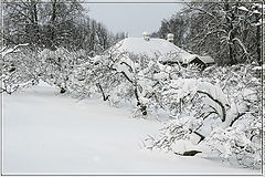 photo "Apple Garden"