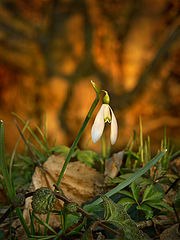 photo "In the last rays"