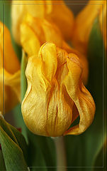 photo "spring..."