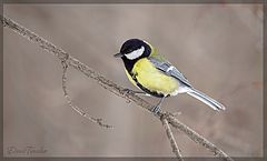 фото "Parus major [синица]"