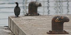 фото "alone"
