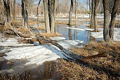 фото "наступление весны #"