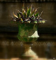 фото "***"