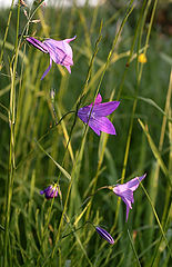 photo "***"