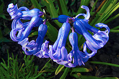 photo "Natural brooch"