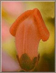 фото "Circumcised"