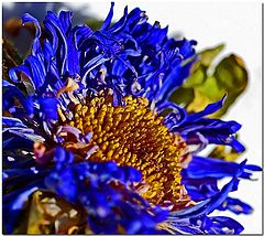 фото "Dead Blue"
