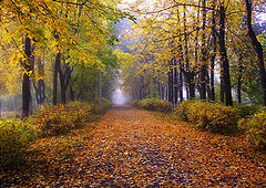 фото "краски осени"