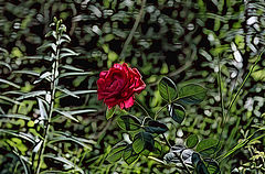 photo "***"