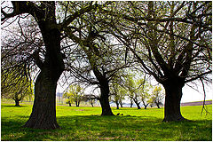 фото "Valley willows"
