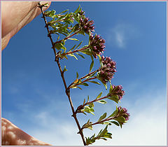 photo "Thyme"