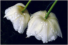 photo "Victims rain"