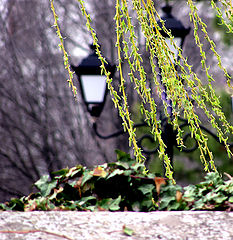photo "***"