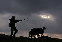 фото "Юный пастух"