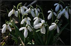 photo "snowdrops"