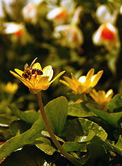 photo "***"