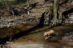 photo "in the river slovakia"