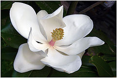 photo "Pure white"