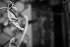 photo "***"