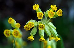 photo "Primula veris"