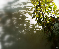 фото "***"