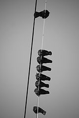photo "Maverick"
